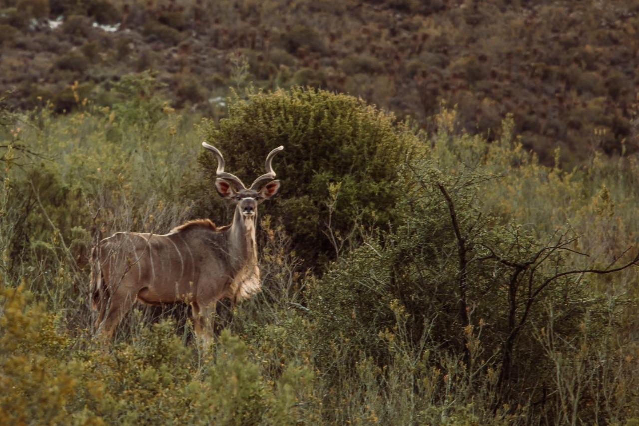 Wildehondekloof Game Lodge Matjiesrivier  Dış mekan fotoğraf