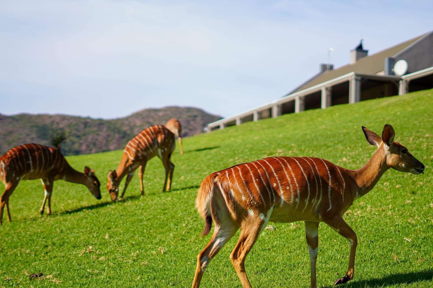 Wildehondekloof Game Lodge Matjiesrivier  Dış mekan fotoğraf