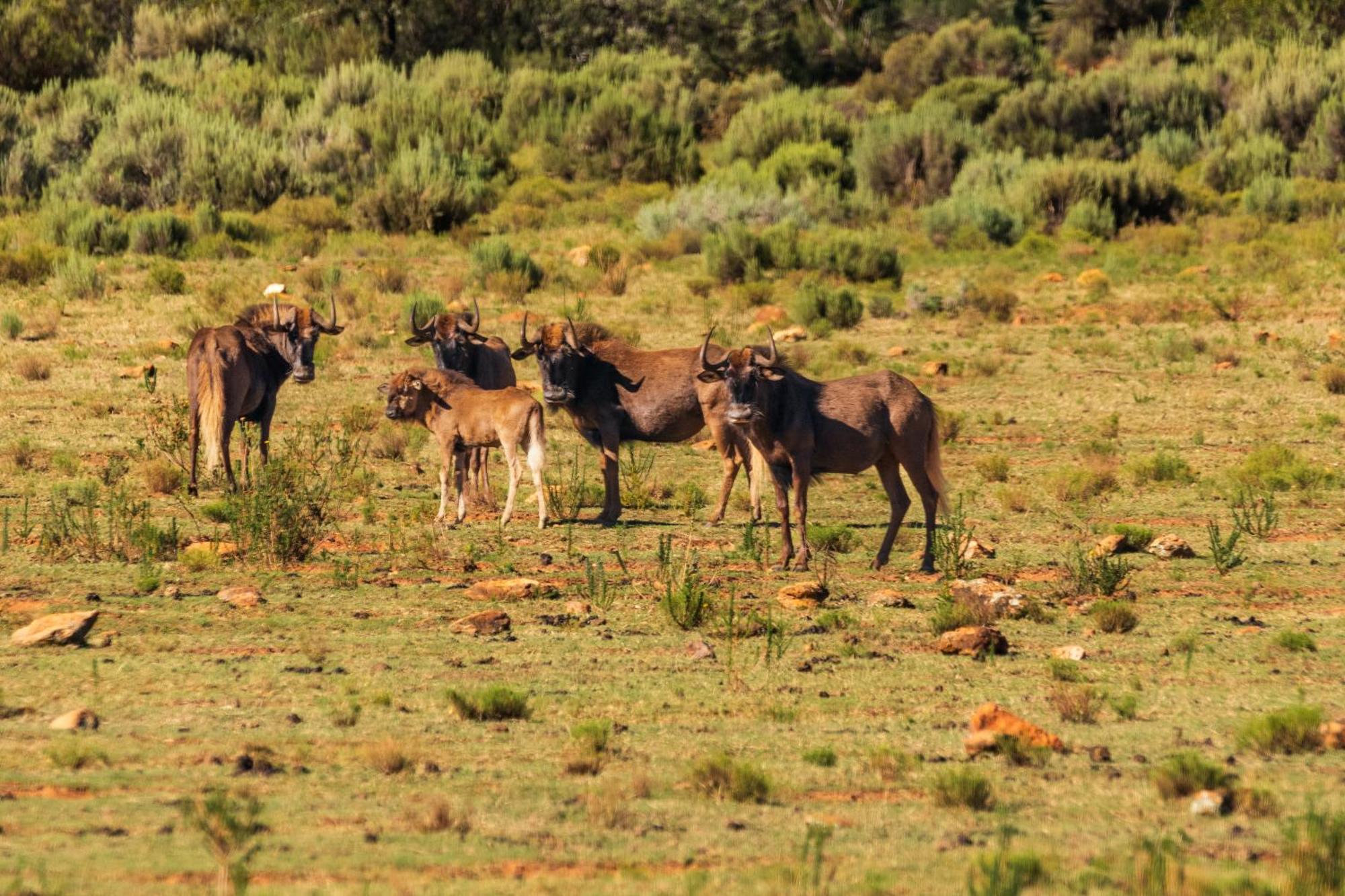 Wildehondekloof Game Lodge Matjiesrivier  Dış mekan fotoğraf