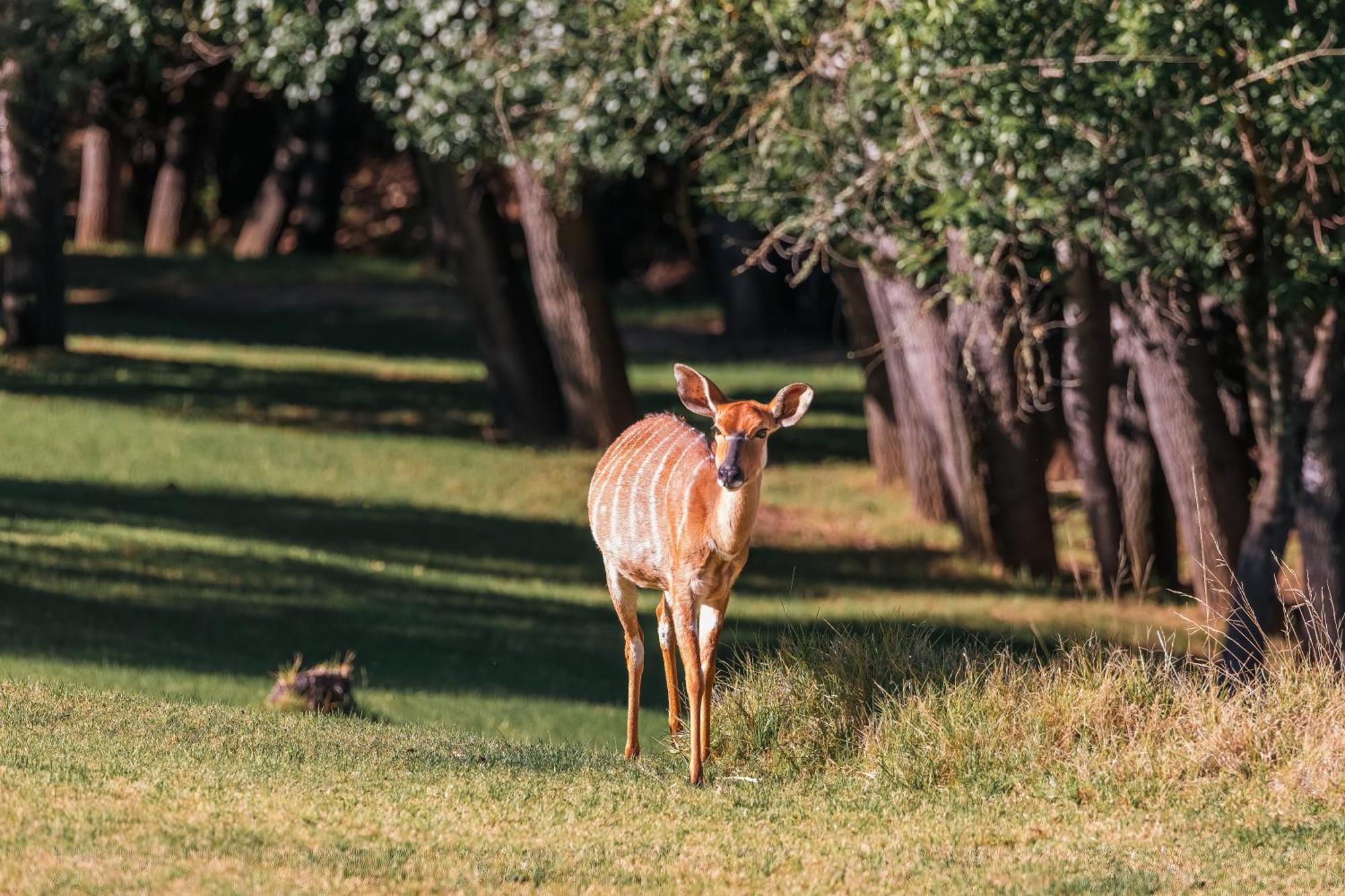 Wildehondekloof Game Lodge Matjiesrivier  Dış mekan fotoğraf
