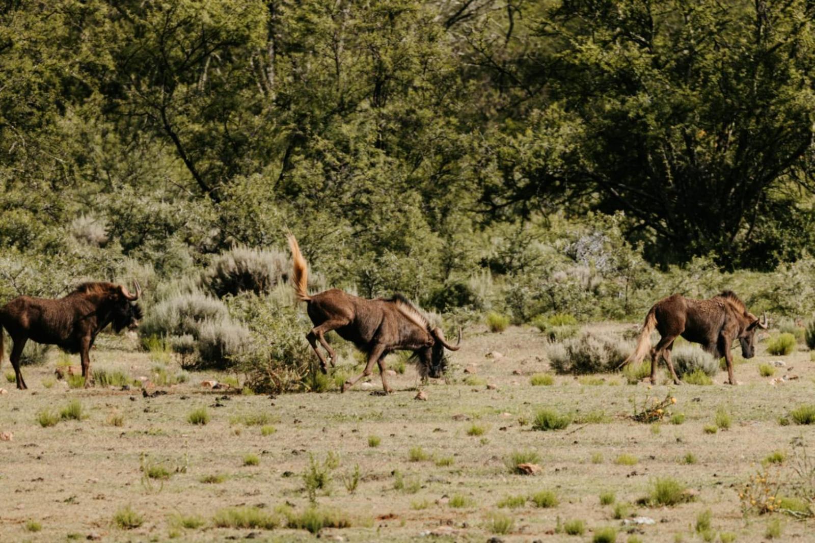 Wildehondekloof Game Lodge Matjiesrivier  Dış mekan fotoğraf