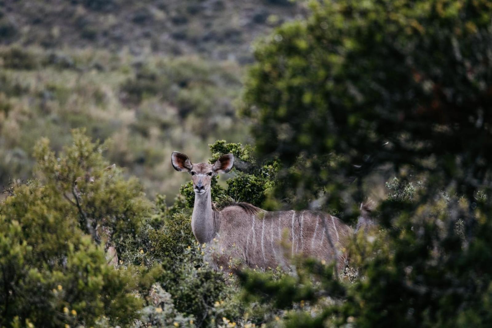 Wildehondekloof Game Lodge Matjiesrivier  Dış mekan fotoğraf