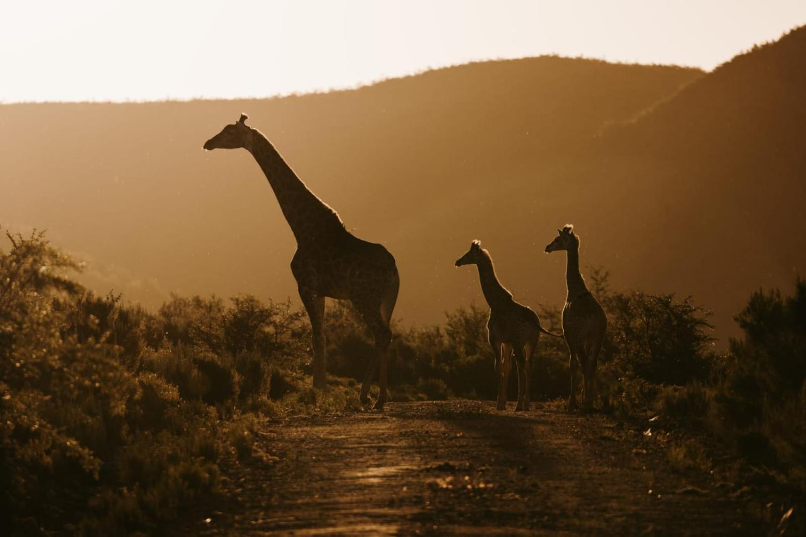 Wildehondekloof Game Lodge Matjiesrivier  Dış mekan fotoğraf
