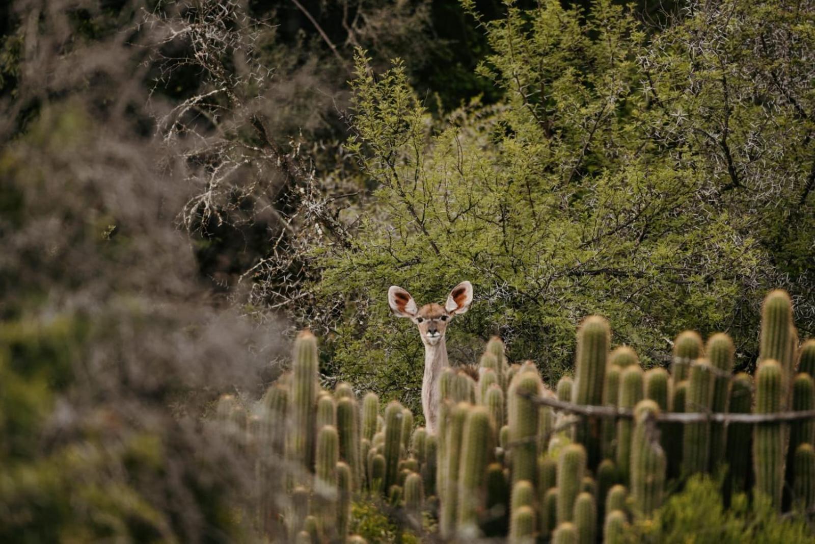 Wildehondekloof Game Lodge Matjiesrivier  Dış mekan fotoğraf