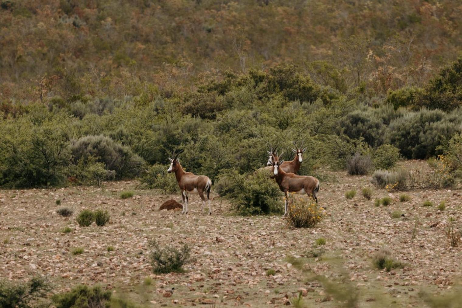 Wildehondekloof Game Lodge Matjiesrivier  Dış mekan fotoğraf