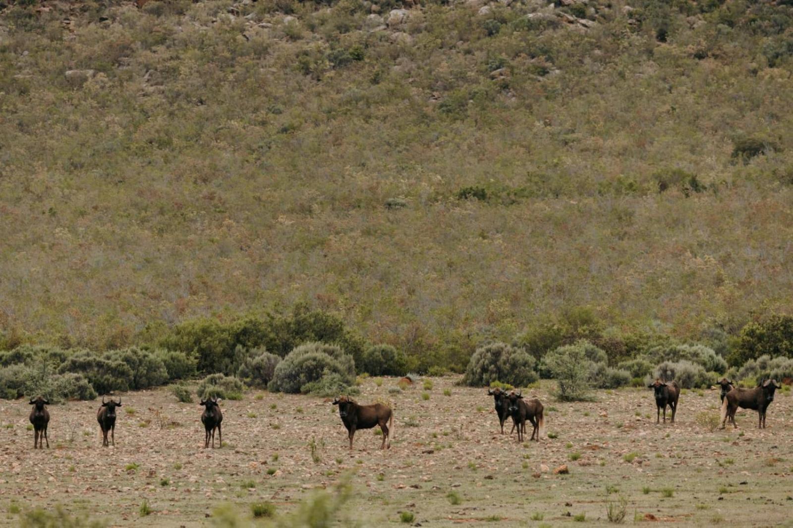 Wildehondekloof Game Lodge Matjiesrivier  Dış mekan fotoğraf