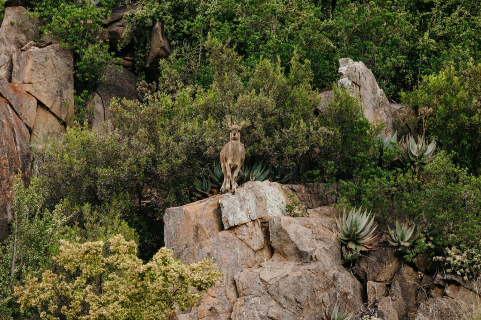 Wildehondekloof Game Lodge Matjiesrivier  Dış mekan fotoğraf