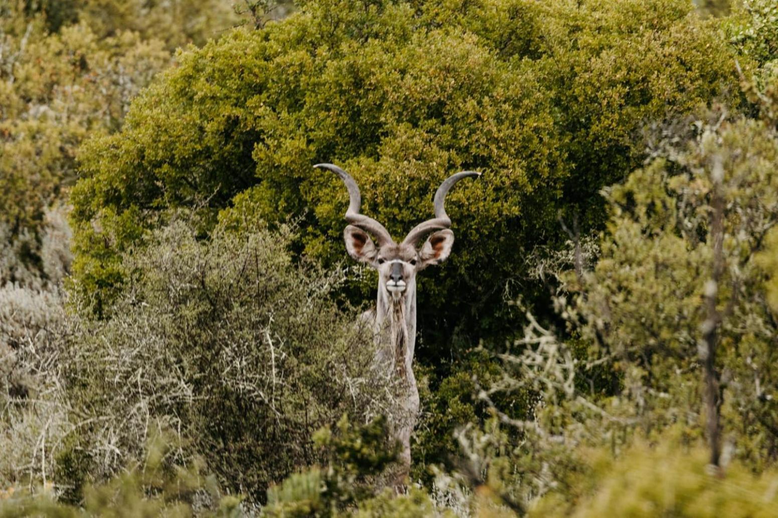 Wildehondekloof Game Lodge Matjiesrivier  Dış mekan fotoğraf