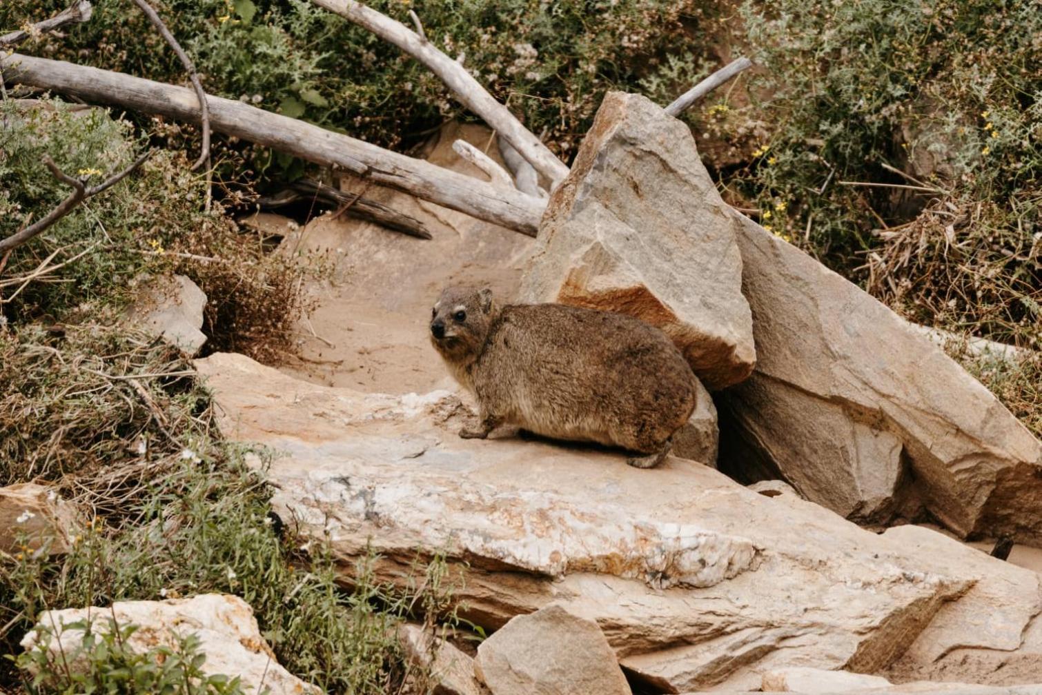 Wildehondekloof Game Lodge Matjiesrivier  Dış mekan fotoğraf