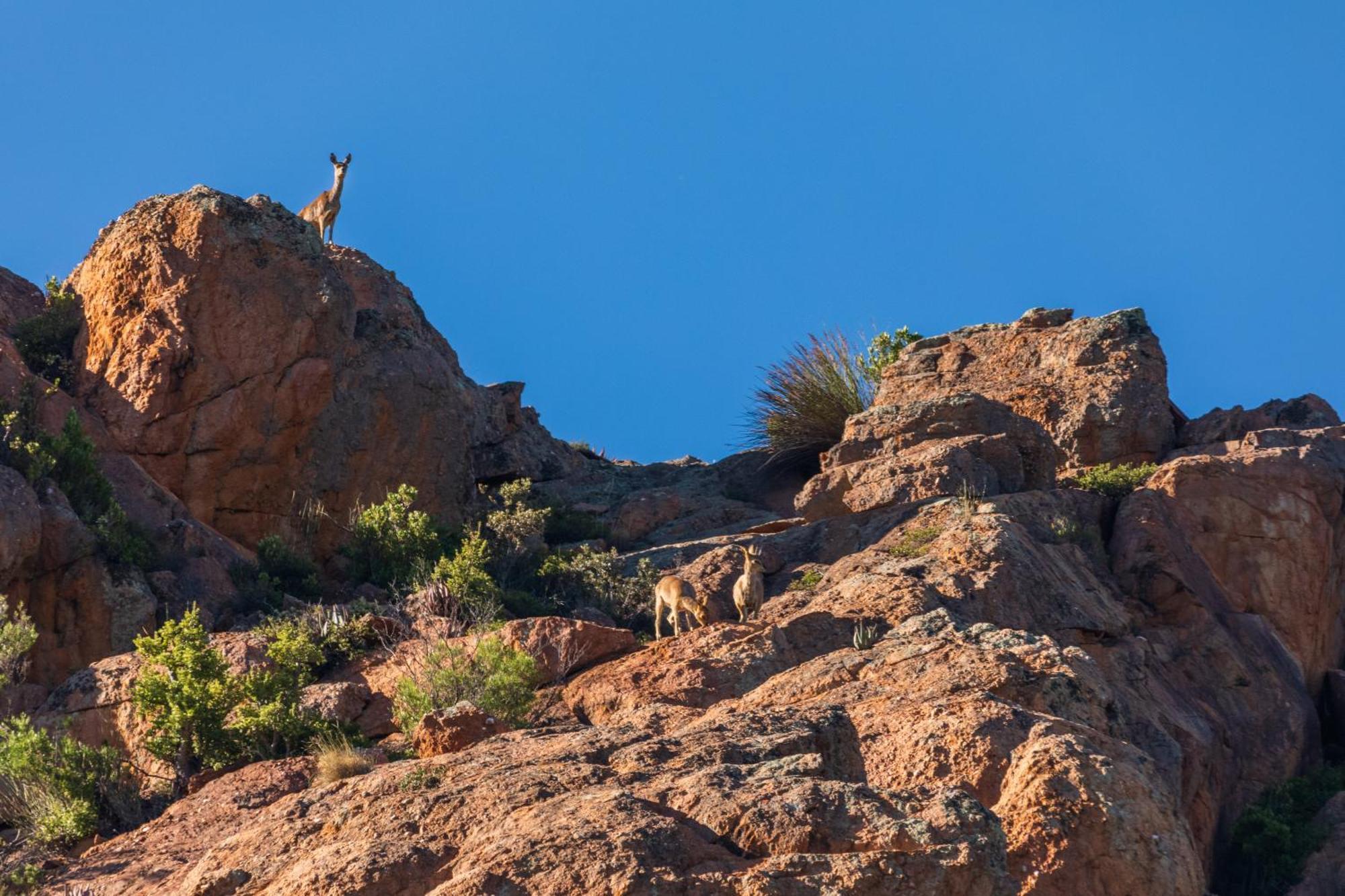 Wildehondekloof Game Lodge Matjiesrivier  Dış mekan fotoğraf