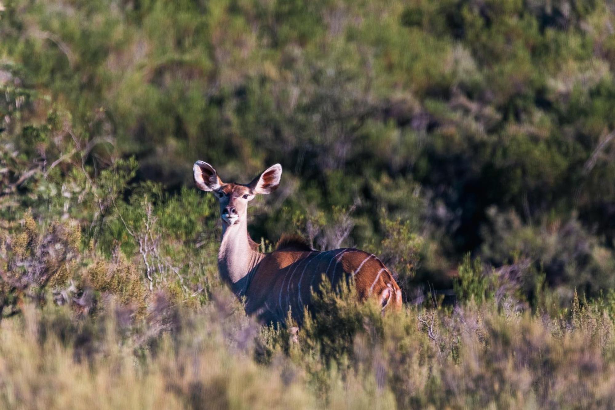 Wildehondekloof Game Lodge Matjiesrivier  Dış mekan fotoğraf