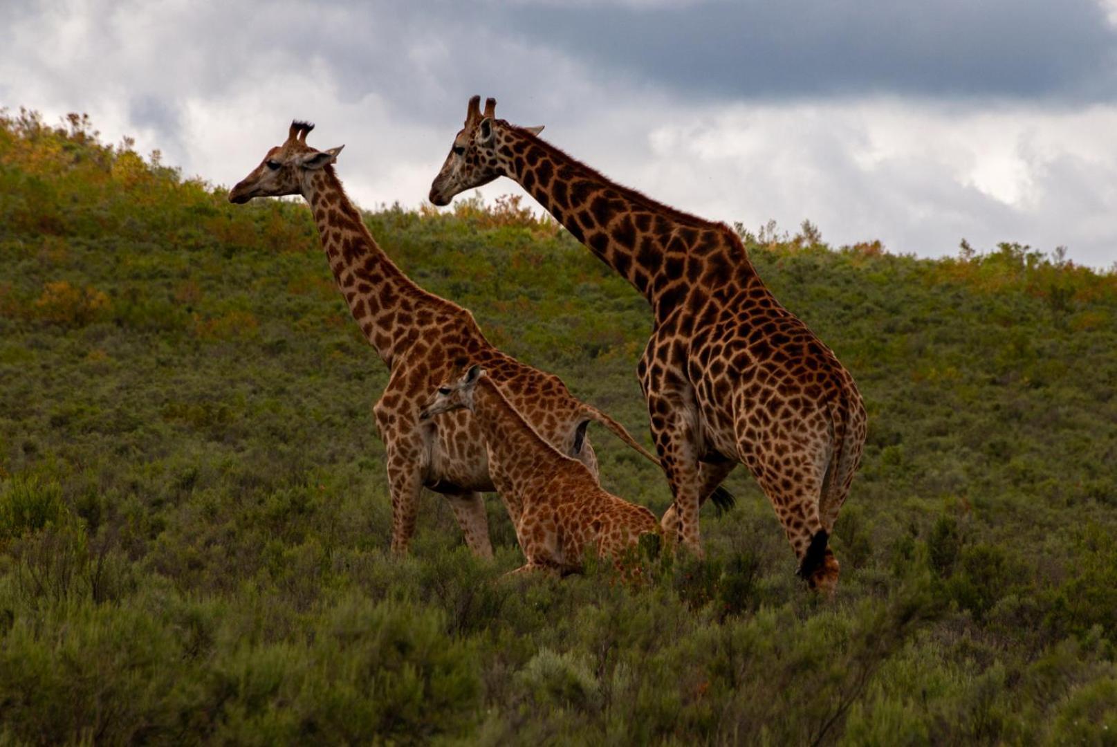 Wildehondekloof Game Lodge Matjiesrivier  Dış mekan fotoğraf