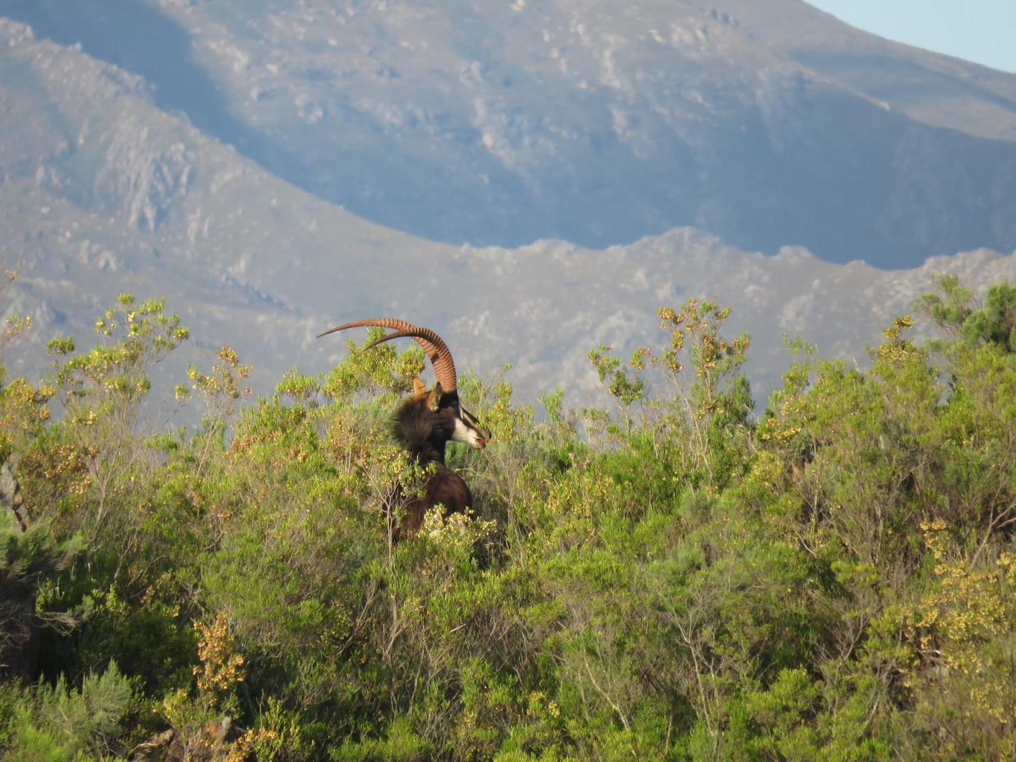 Wildehondekloof Game Lodge Matjiesrivier  Dış mekan fotoğraf