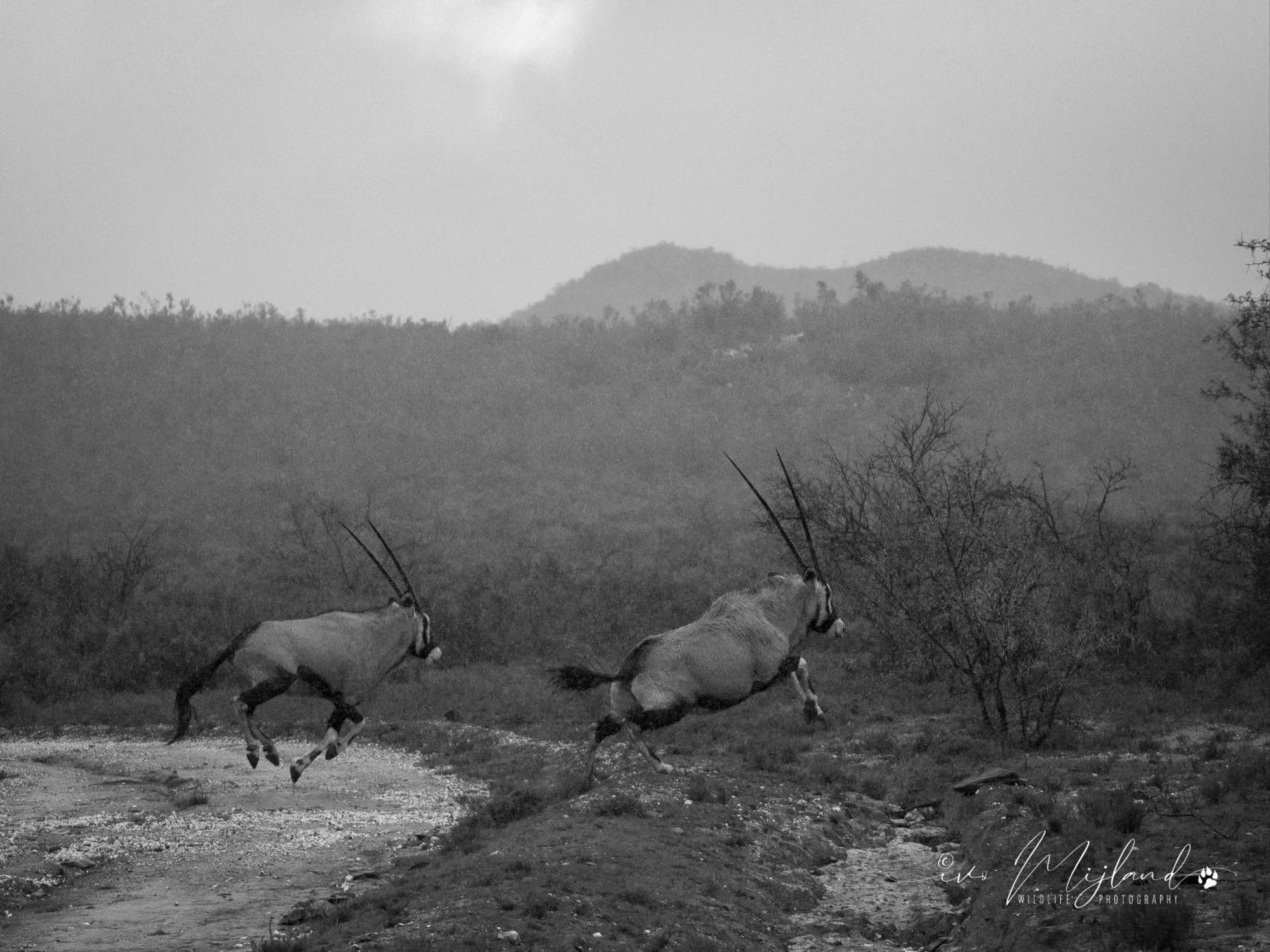 Wildehondekloof Game Lodge Matjiesrivier  Dış mekan fotoğraf