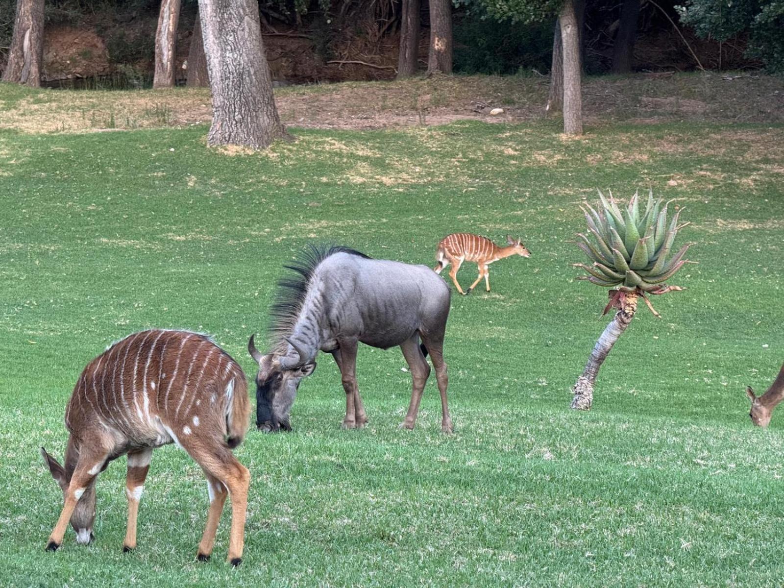 Wildehondekloof Game Lodge Matjiesrivier  Dış mekan fotoğraf