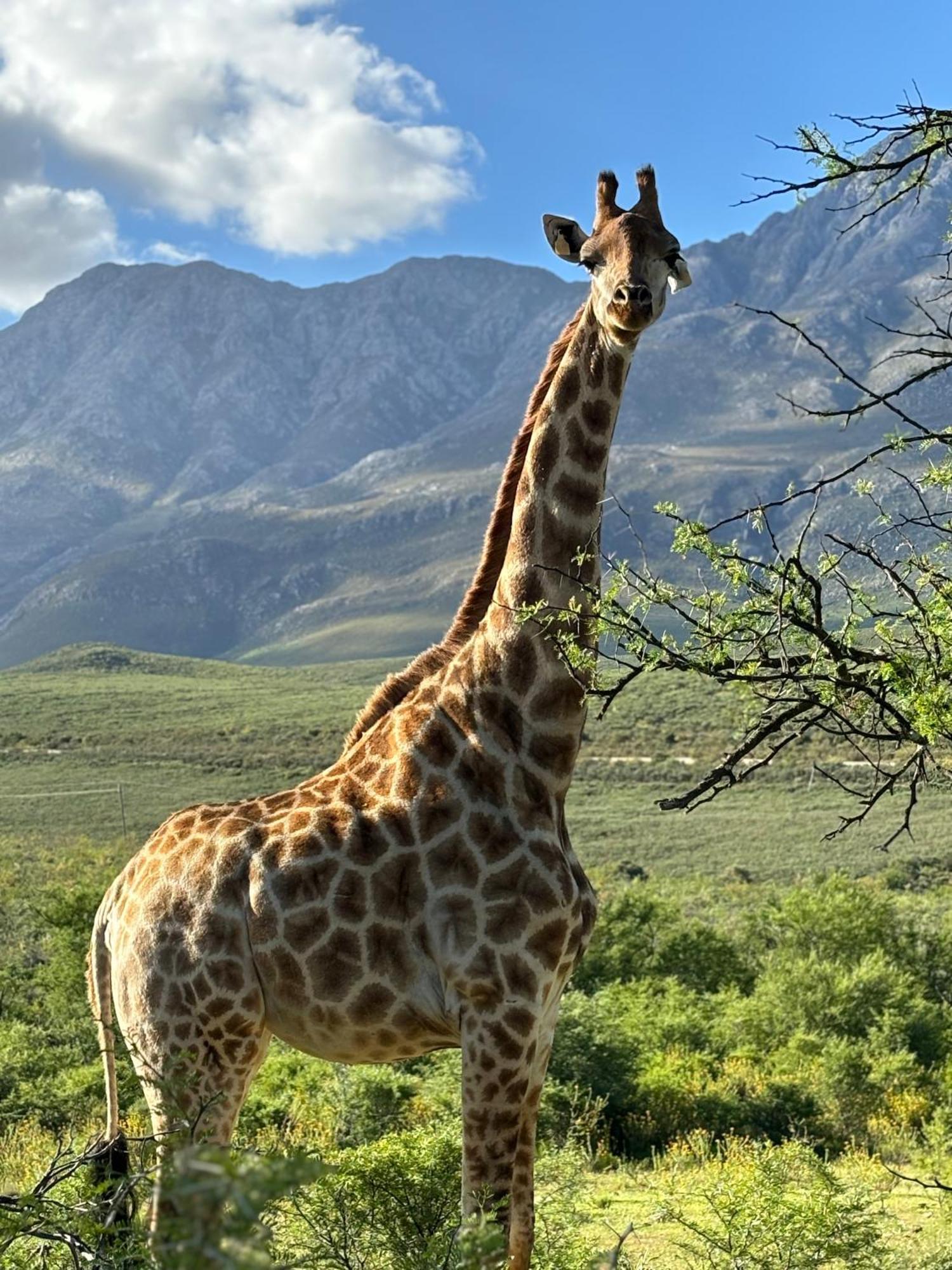 Wildehondekloof Game Lodge Matjiesrivier  Dış mekan fotoğraf