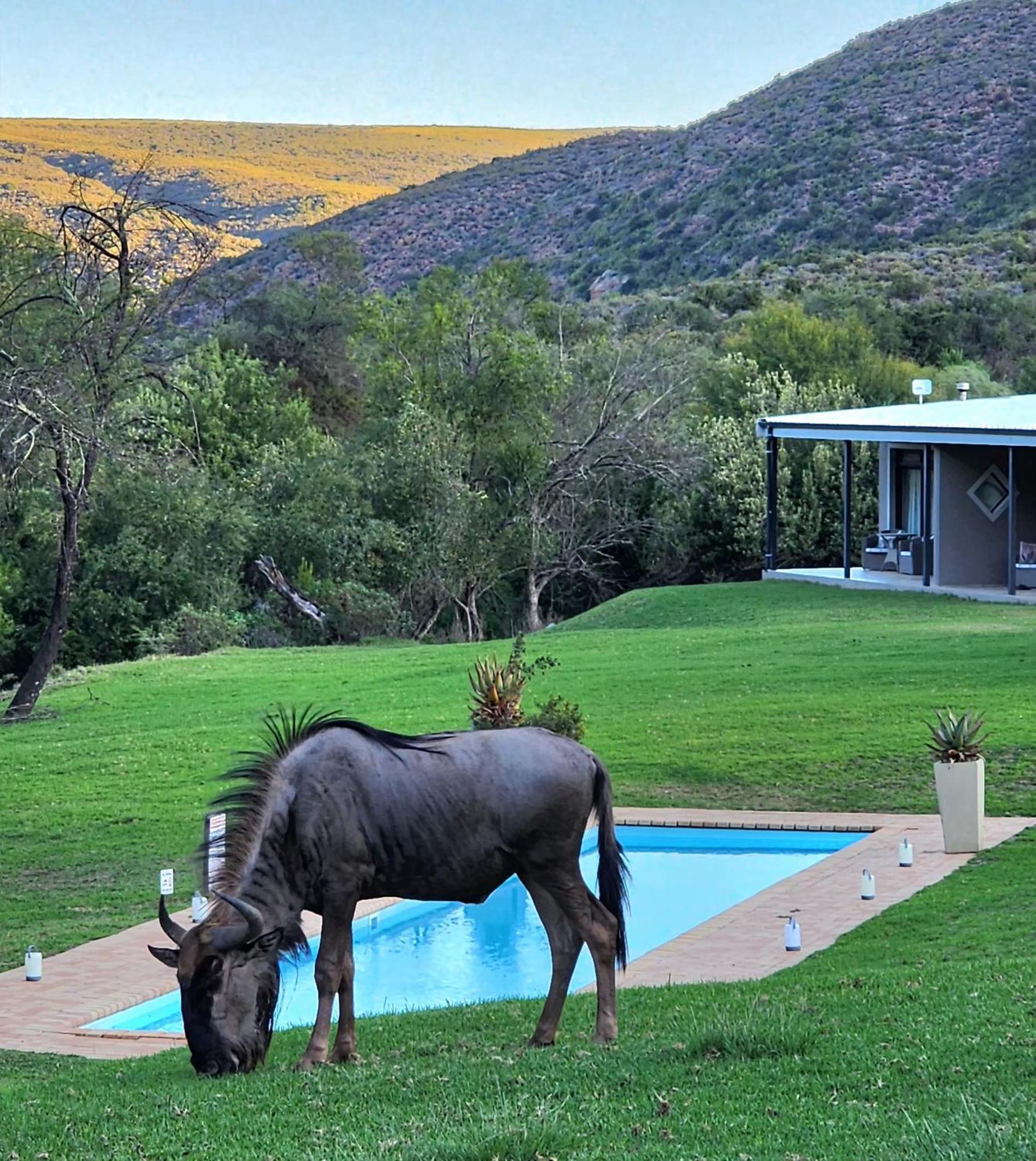 Wildehondekloof Game Lodge Matjiesrivier  Dış mekan fotoğraf