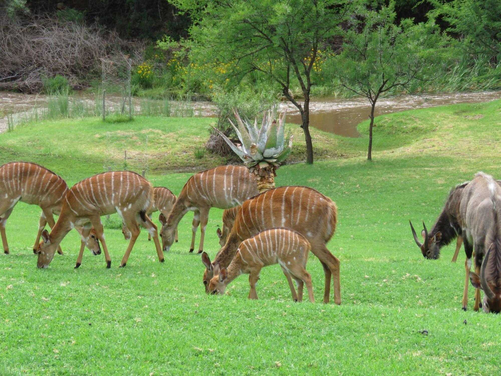 Wildehondekloof Game Lodge Matjiesrivier  Dış mekan fotoğraf